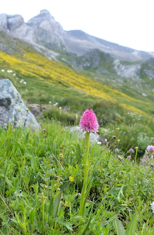 Nigritella corneliana, una regina nelle Alpi occidentali  Savoia francese   luglio 2023.